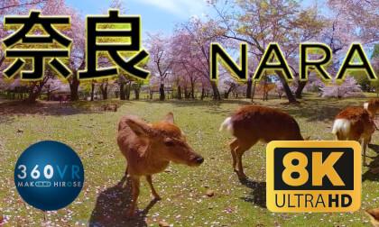 Cherry blossoms & Deer at NARA -Travel JAPAN- 8K 360VR VR Video Cherry blossoms & Deer at NARA -Travel JAPAN- 8K 360VR VR
