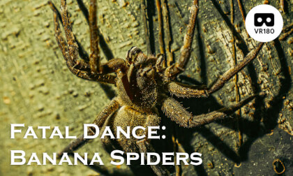 Fatal Dance: The Mating Rituals of Poisonous Banana Spiders VR Video Fatal Dance: The Mating Rituals of Poisonous Banana Spiders VR