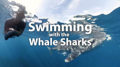 Swim With Whale Sharks VR Video Swim With Whale Sharks VR