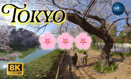 🌸 Sakura Cherry Blossoms in Tokyo -Travel Japan- 🌸 Sakura Cherry Blossoms in Tokyo -Travel Japan-