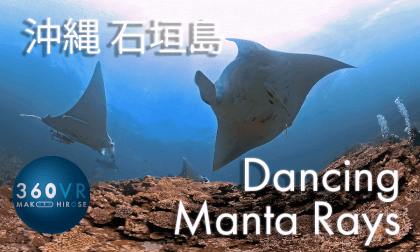Dancing Manta Rays, Isigakijima-island, Okinawa, Japan VR Video Dancing Manta Rays, Isigakijima-island, Okinawa, Japan VR