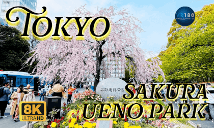 Cherry Blossoms of Tokyo Ueno park, 上野公園のサクラ桜  -Travel JAPAN- VR Video Cherry Blossoms of Tokyo Ueno park, 上野公園のサクラ桜  -Travel JAPAN- VR