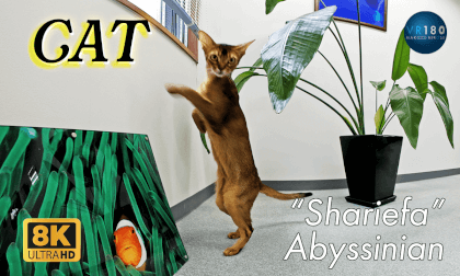 🐈Kitty comes! Cat, Abyssinian 猫ネコ 🐈Kitty comes! Cat, Abyssinian 猫ネコ