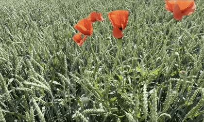 Wandern (A Walk) Spatial Video 2x4k 3D SBS VR Video Wandern (A Walk) Spatial Video 2x4k 3D SBS VR