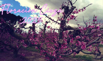 Floración de Cieza (Murcia) en 3D, Spatial photos Floración de Cieza (Murcia) en 3D, Spatial photos