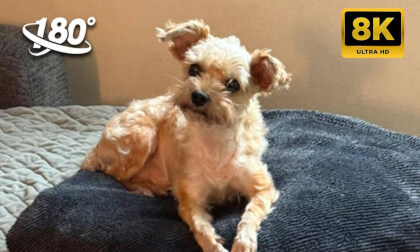 VR 180 3D my dog VR Video VR 180 3D my dog VR